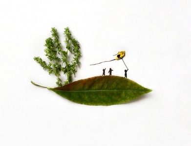 树叶、小草、花瓣贴画-摆拍-叶子-绿叶-植物 图片素材