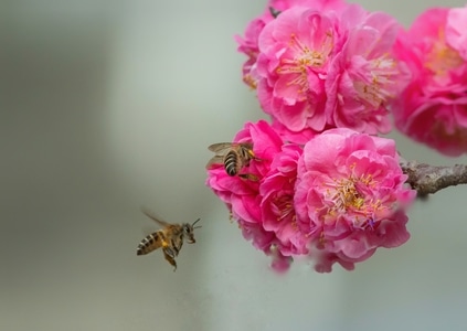蜂蜜-花-花-花卉-植物 图片素材