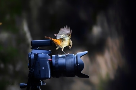 红胁蓝尾-鸟类-相机-动物-鸟 图片素材