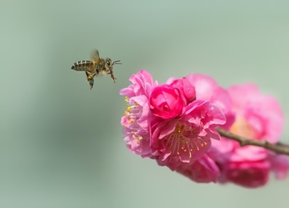 梅花-蜜蜂-节肢动物-昆虫-蜜蜂 图片素材