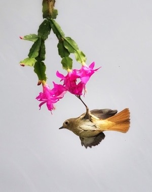 自然风景-鸟类-花-红胁蓝尾-动物 图片素材