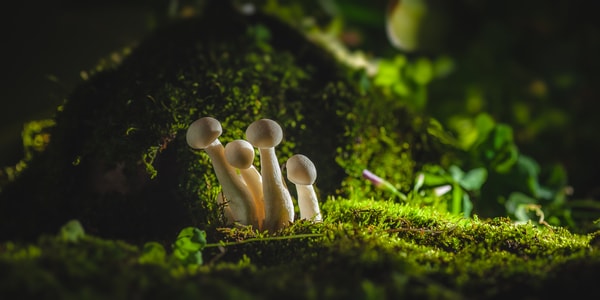 自然-蘑菇-蘑菇-白蘑菇-真菌 图片素材
