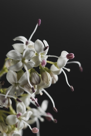 小蜡-静物-闪光灯-花朵-花 图片素材