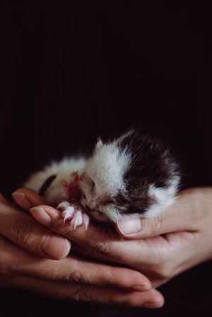 宠物-猫-萌宠-猫-喵星人 图片素材