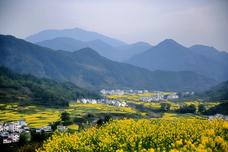 自然-风光-色彩-油菜花-山 图片素材