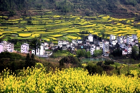 婺源-风光-旅行-油菜花-风景 图片素材