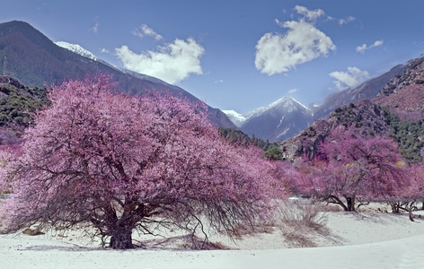 宅家-雪景-林芝桃花-自然-风光 图片素材