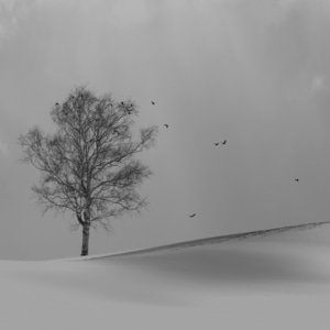 黑白-写意-原创-风景-树 图片素材