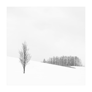 你好2020-寂静-下雪-旅行植物-黑白 图片素材