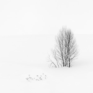 我的2019-听雪轻吟-黑白-极简-纯洁的视界 图片素材