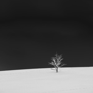 黑白-写意-首发-原创-树 图片素材