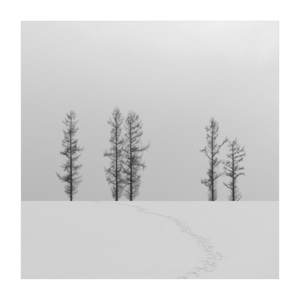 我的2019-旅行植物-迷雾-雪-雪景 图片素材