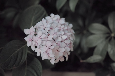 情绪-花-绣球-文艺-小清新 图片素材