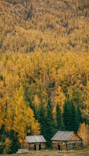 我要上封面-旅行-色彩-树林-秋天 图片素材