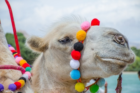 动物园-动物-骆驼-色彩-旅行 图片素材