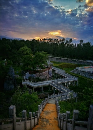鸡西市-手机拍摄-风景-树-树木 图片素材