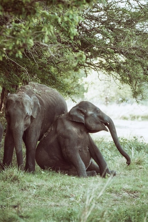 自然-斯里兰卡-大象-野生动物-群 图片素材