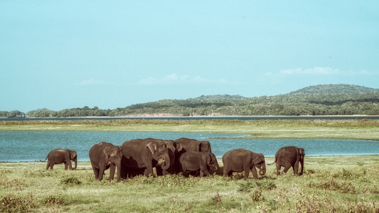 自然-斯里兰卡-大象-野生动物-群 图片素材
