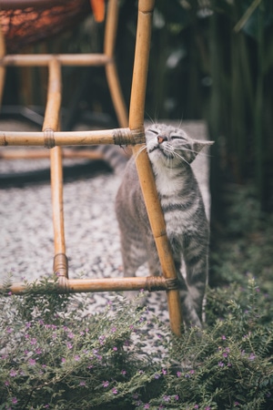 光影-清新-宠物-猫-猫 图片素材