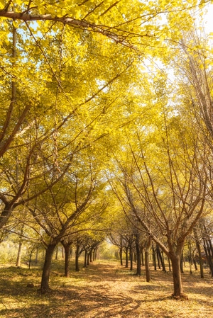 银杏-秋季-色彩-自然-风景 图片素材