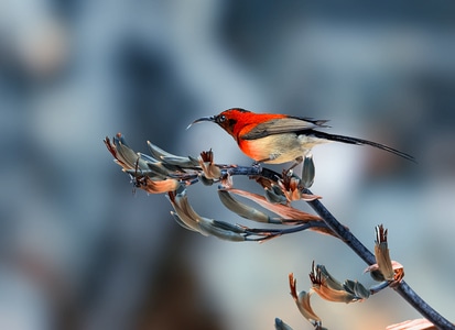 生态环境-艺术-鸟-鸟类-动物 图片素材
