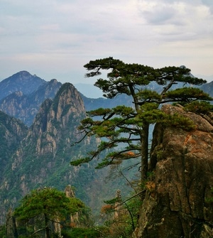 树木-手机拍摄-广州-风景-旅行 图片素材