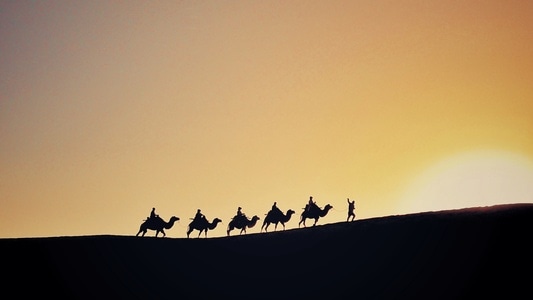 冬日暖阳-风景-骆驼-骆驼群-晨曦 图片素材