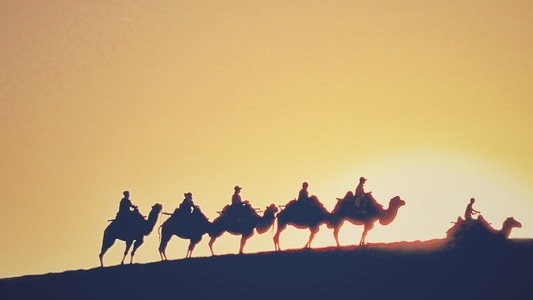 冬日暖阳-风景-骆驼-骆驼群-晨曦 图片素材