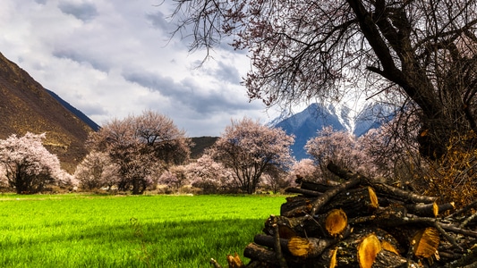 你好2020-风景-风景-桃花源-桃花 图片素材