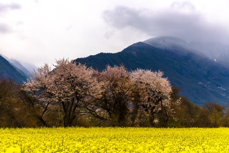 你好2020-风景-风景-油菜花-树 图片素材