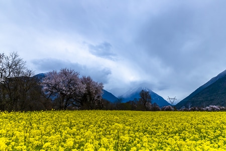 你好2020-风景-风景-油菜花-树 图片素材