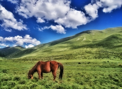 我的2019-风景-马-风景-风光 图片素材