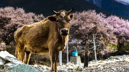 你好2020-风景-动物-牛-黄牛 图片素材