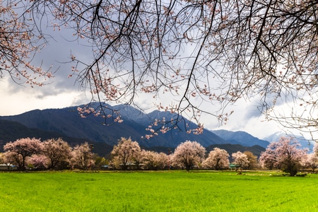你好2020-风景-风景-树-桃花源 图片素材