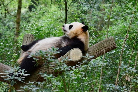动物-大熊猫-动物-大熊猫-国宝 图片素材
