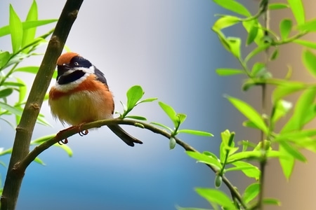 鸟类-春光-动物-野生动物-鸟类 图片素材