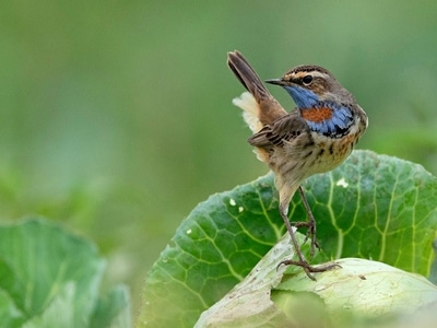 鸟类-蓝喉歌鸲-鸟-鸟类-动物 图片素材