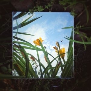 我和我的祖国手机摄影大赛-花-植物-镜子-镜面 图片素材