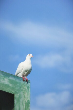 鸽子-鸟-信天翁-白鹳-鸽子 图片素材