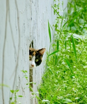 猫狗-蚱蜢-蟋蟀-猫-动物 图片素材