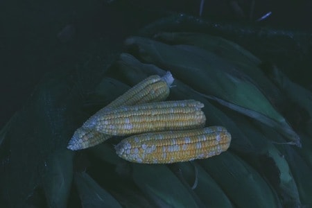 宜昌-菜市场-玉米-食物-玉米棒 图片素材