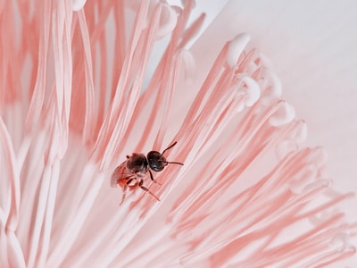 奇妙的昆虫-微距-蜜蜂-昆虫-昆虫类 图片素材