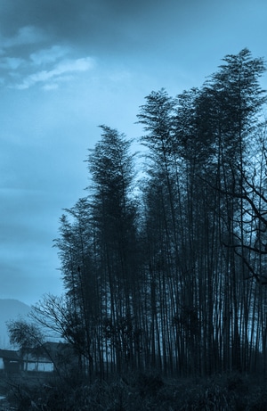 清晨-竹子-风景-竹子-竹林 图片素材