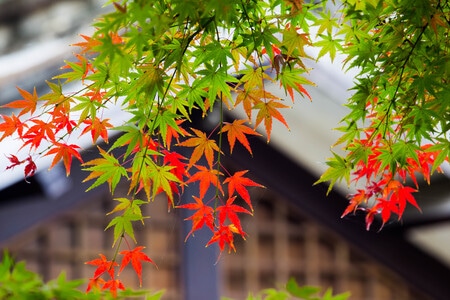 风景-景物-植物-植物-枫叶 图片素材