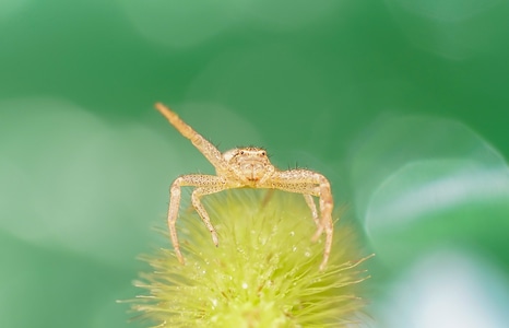 野生动物-昆虫-自然拍摄-蜘蛛-节肢动物 图片素材