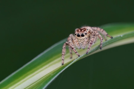 野生动物-昆虫-自然拍摄-蜘蛛-节肢动物 图片素材