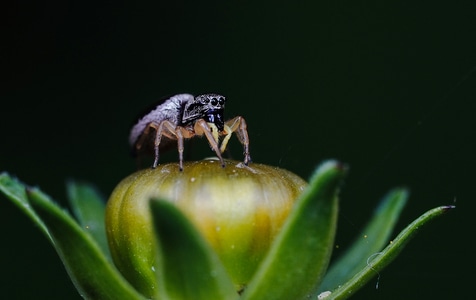 野生动物-昆虫-自然拍摄-昆虫-虫子 图片素材
