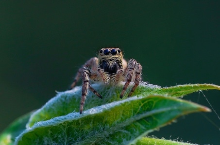 野生动物-昆虫-自然拍摄-跳蛛-蜘蛛 图片素材
