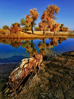 一镜知秋-自然界-手机摄影-风景-树 图片素材