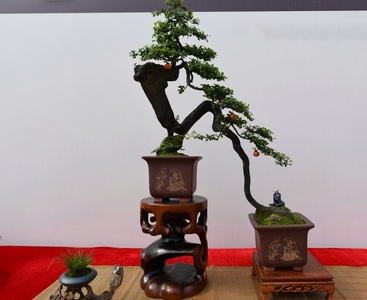 盆景-重庆-纪实-旅行-植物 图片素材